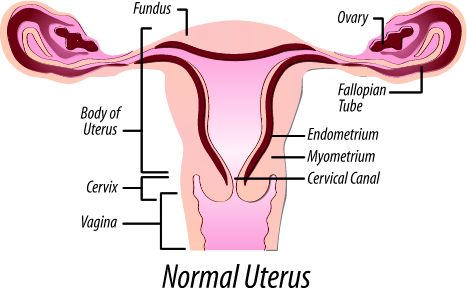 A Uterus